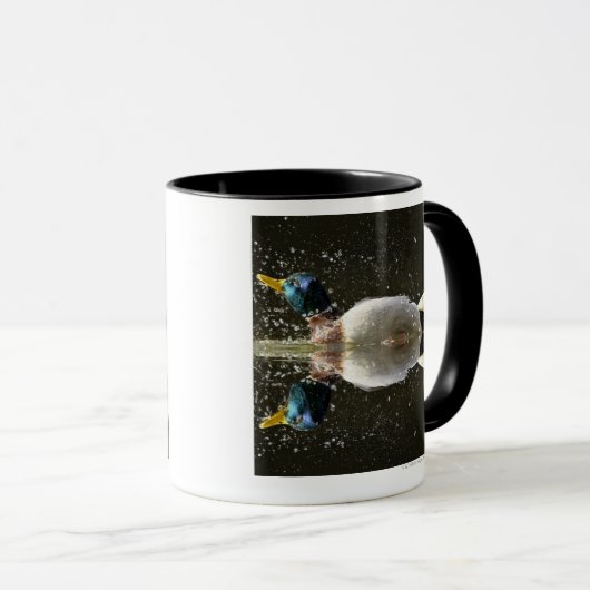 (Anas platyrhyncus),na afschudden van water Mok (Voorkant rechts)