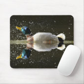 (Anas platyrhyncus),na afschudden van water Muismat (Met muis)