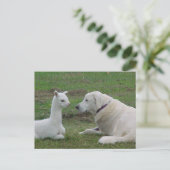 Anatoliaanse herder en alpaca baby briefkaart (Staand voorkant)