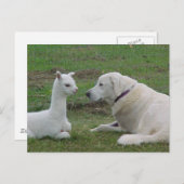 Anatoliaanse herder en alpaca baby briefkaart (Voorkant / Achterkant)