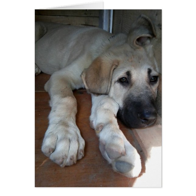 Anatolian Shepherd (Voorkant)