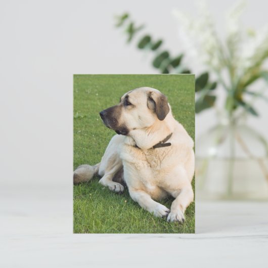Anatolian Shepherd Dog Briefkaart (Staand voorkant)