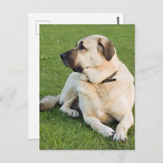 Anatolian Shepherd Dog Briefkaart (Voorkant / Achterkant)