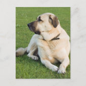 Anatolian Shepherd Dog Briefkaart (Voorkant)