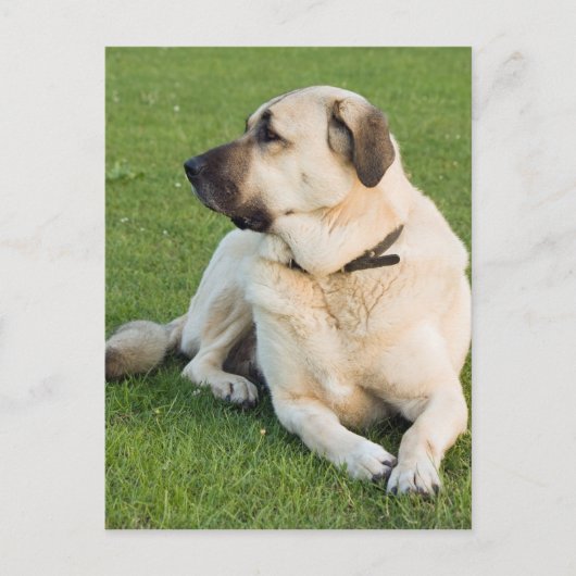 Anatolian Shepherd Dog Briefkaart (Voorkant)