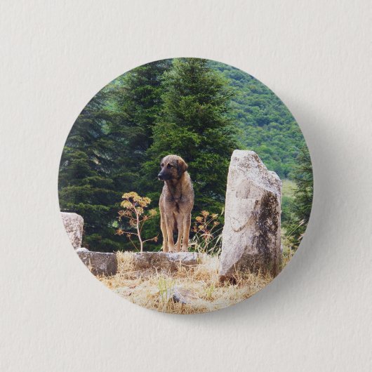 Anatolian Shepherd Dog - Ephesus, Turkije Ronde Button 5,7 Cm (Voorkant)