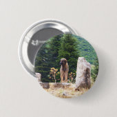 Anatolian Shepherd Dog - Ephesus, Turkije Ronde Button 5,7 Cm (Voorkant /achterkant)