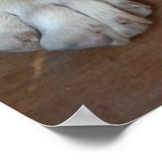 Anatolian Shepherd Dog Poster (Hoek)