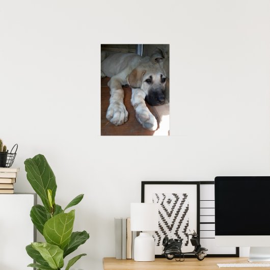 Anatolian Shepherd Dog Poster (Thuiskantoor)