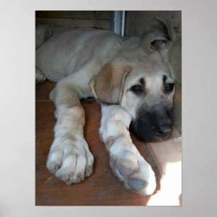 Anatolian Shepherd Dog Poster
