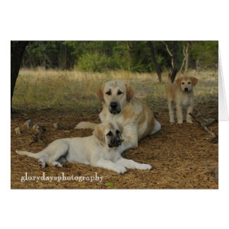Anatolian Shepherd dogs