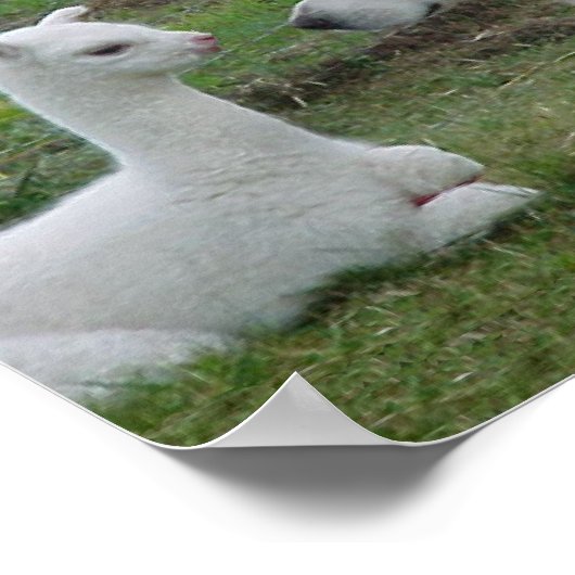 Anatolian Shepherd en Alpaca Cria Poster (Hoek)