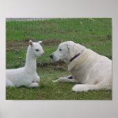 Anatolian Shepherd en Alpaca Cria Poster (Voorkant)