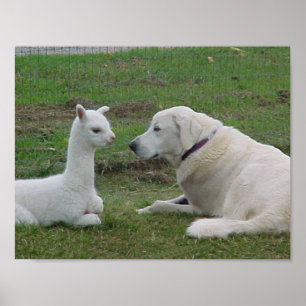 Anatolian Shepherd en Alpaca Cria Poster