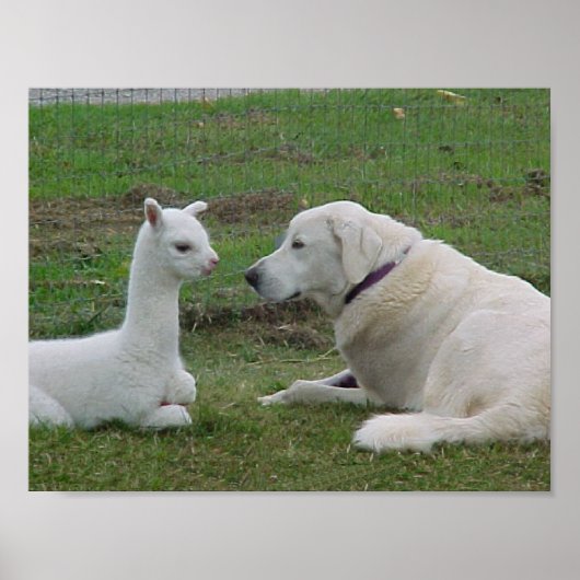 Anatolian Shepherd en Alpaca Cria Poster (Voorkant)