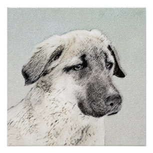 Anatolian Shepherd Painting - Oorspronkelijke hond Perfect Poster