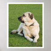 Anatolian Shepherd Poster (Voorkant)