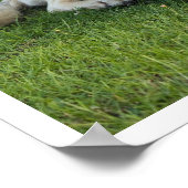 Anatolian Shepherd Poster (Hoek)