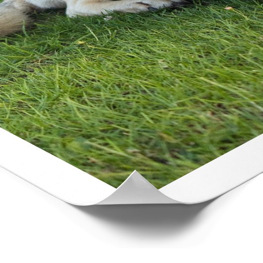 Anatolian Shepherd Poster (Hoek)