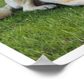 Anatolian Shepherd Poster (Hoek)