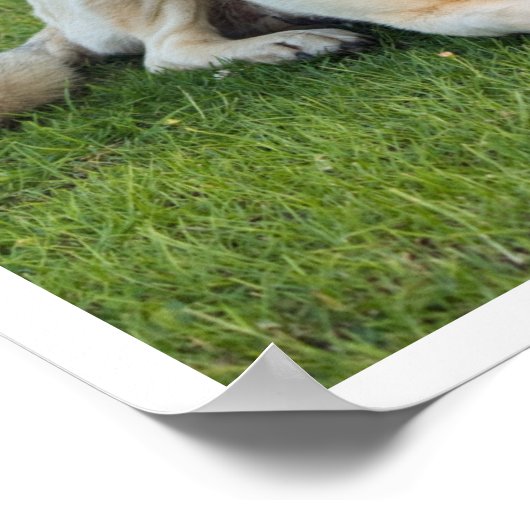 Anatolian Shepherd Poster (Hoek)