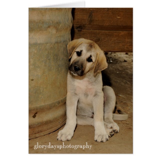 Anatolian Shepherd Puppy (Voorkant)