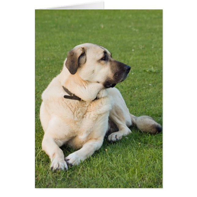 Anatolian Shepherd Relaxing in gras (Voorkant)