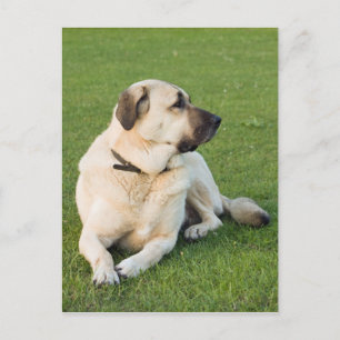 Anatolian Shepherd Relaxing in gras Briefkaart