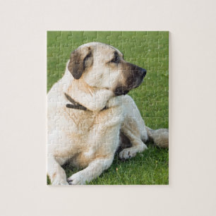 Anatolian Shepherd Relaxing in gras Legpuzzel