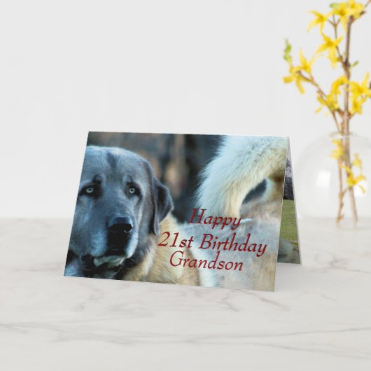 Anatoliër, Achai op de baan-- pas om het even Kaart (Gele Bloem)