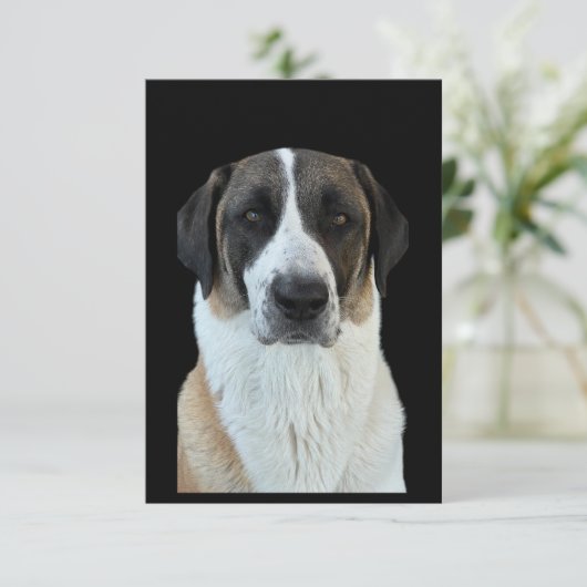 Anatolische herder bedankt kaart (Staand voorkant)