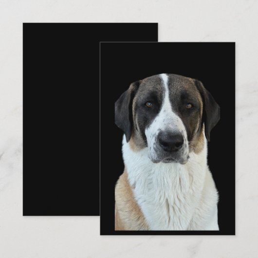 Anatolische herder bedankt kaart (Voorkant / Achterkant)