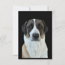 Anatolische herder bedankt kaart