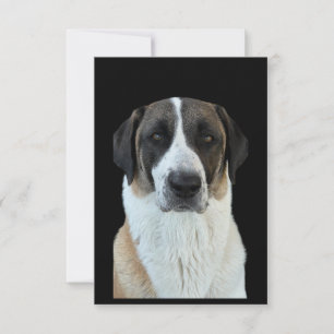Anatolische herder bedankt kaart