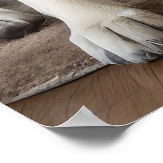 Anatolische herder bij de open haard Kerstmis Poster (Hoek)