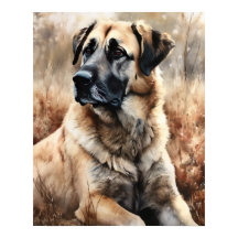 Anatolische Herder Hond Art Print Poster