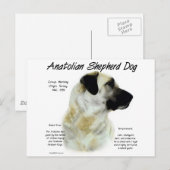 Anatolische Herder Hond Geschiedenis Briefkaart (Voorkant / Achterkant)