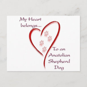 Anatolische Herder Hond Hart Behoort Briefkaart