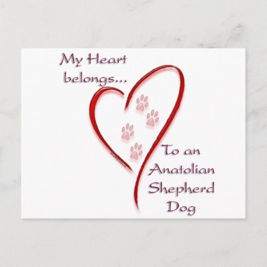 Anatolische Herder Hond Hart Behoort Briefkaart (Voorkant)