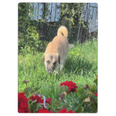 Anatolische herder klembord (Achterkant)