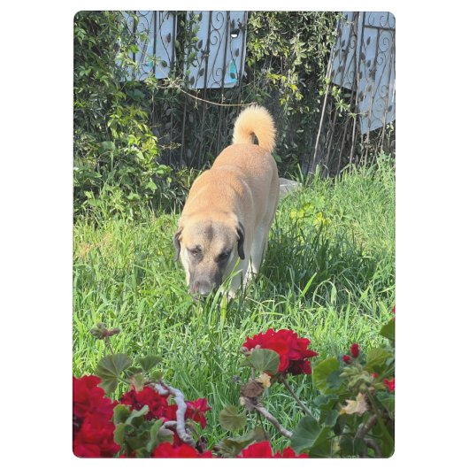 Anatolische herder klembord (Achterkant)