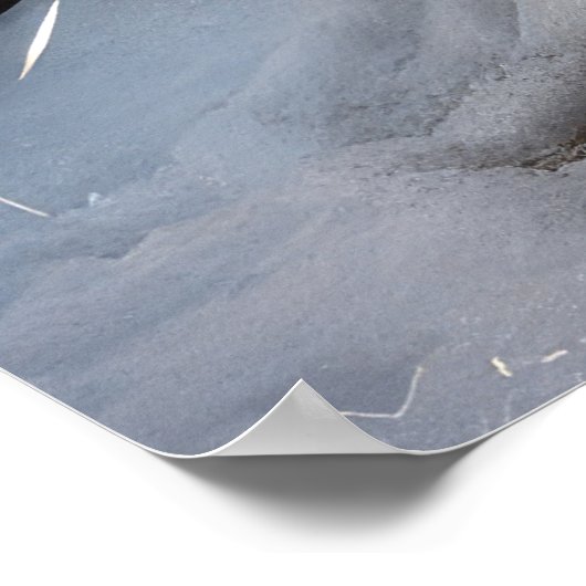 Anatolische Herder Sneeuwslee Kerstdecoratie Poster (Hoek)