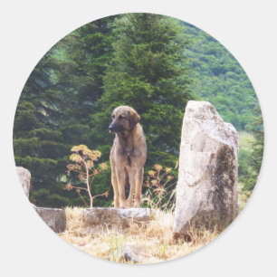 Anatolische herdershond - Efeze, Turkije Ronde Sticker