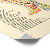 Anatomaire Chart Arteries Veins Nerves  Poster (Hoek)