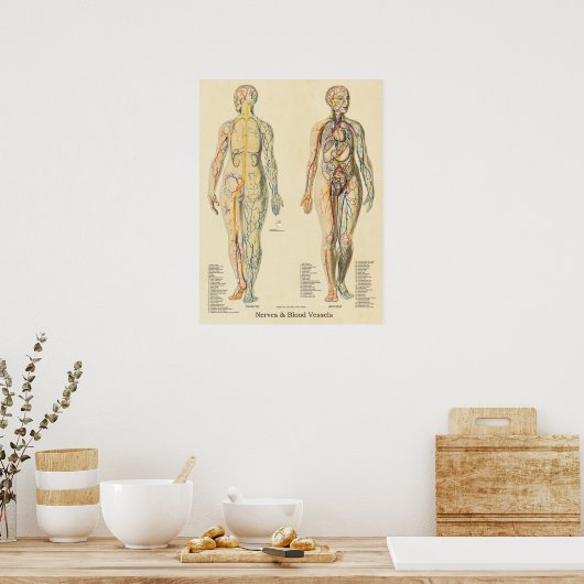 Anatomaire Chart Arteries Veins Nerves  Poster (Keuken)