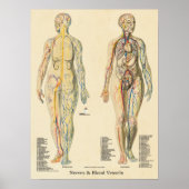 Anatomaire Chart Arteries Veins Nerves  Poster (Voorkant)