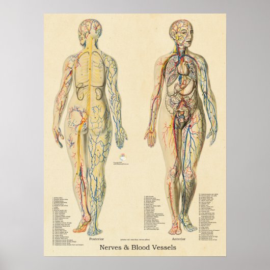 Anatomaire Chart Arteries Veins Nerves  Poster (Voorkant)