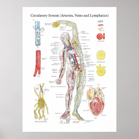 Anatomaire circulatoire grafiek Arteries Veins Lym Poster (Voorkant)