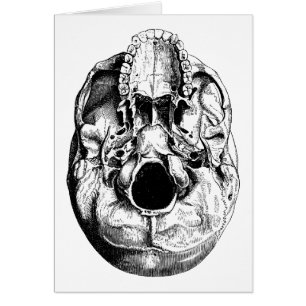 Anatomeeënbasis zwart-wit