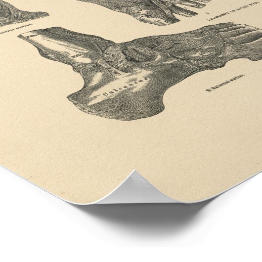  anatomie 1880 afdrukken poster (Hoek)